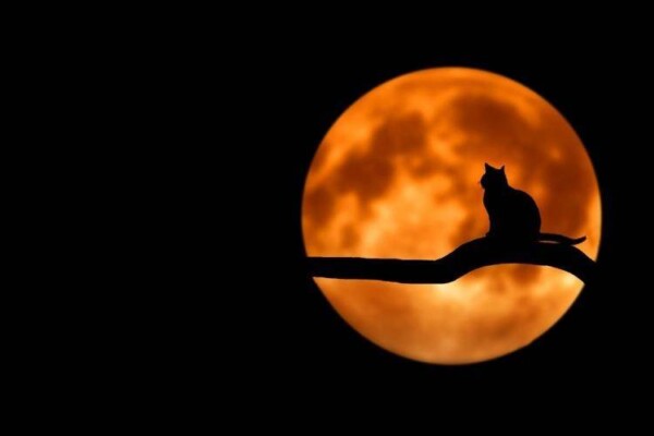 Cat silhouette in front of moon