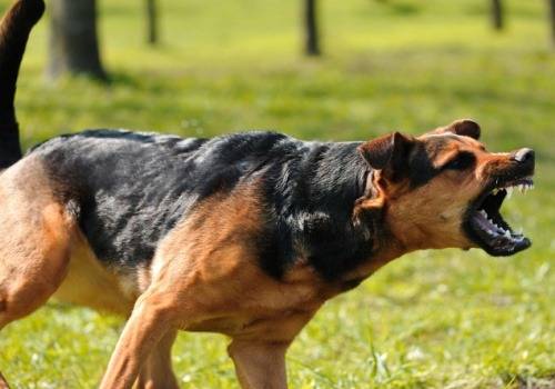 angry dog