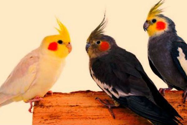 Three Cockatiels