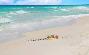 crab in sand