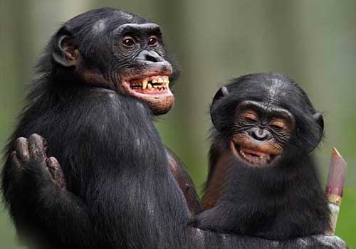 monkey