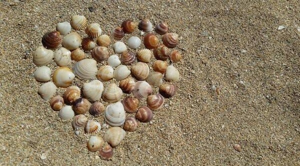 heart-mussels-harmony-love