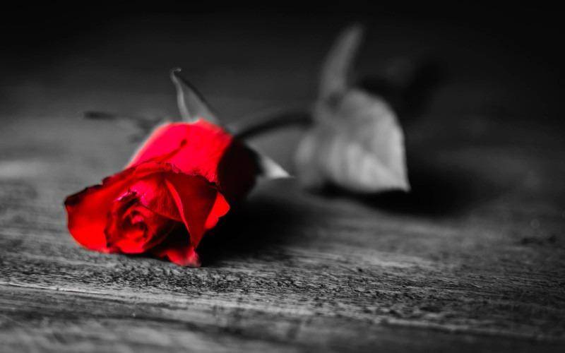 red rose