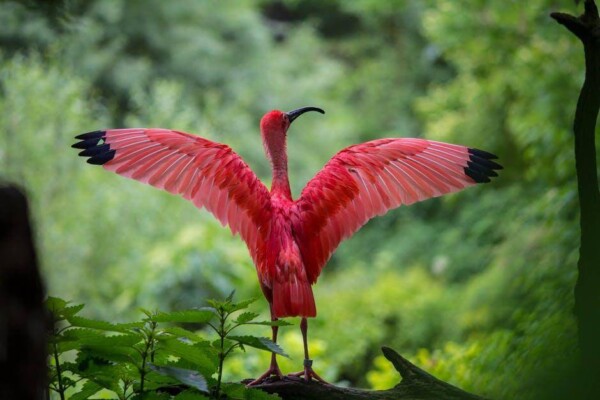 red bird with wings spread ou