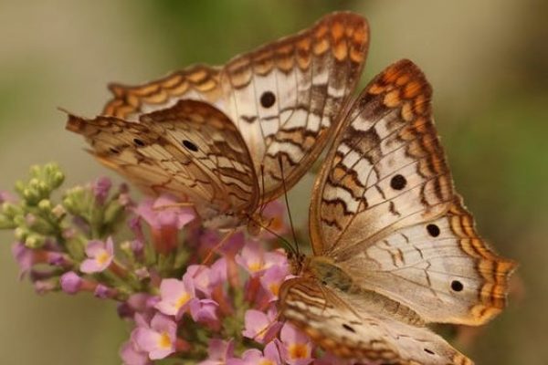 butterflies