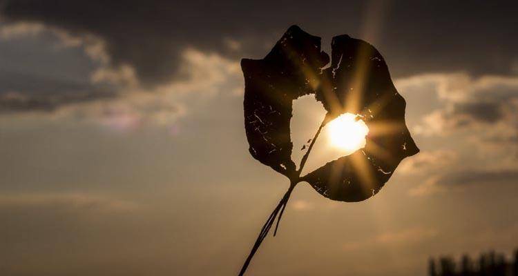 sun-heart-autumn-leaf-