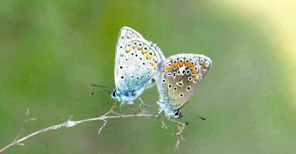 Butterfly pairs
