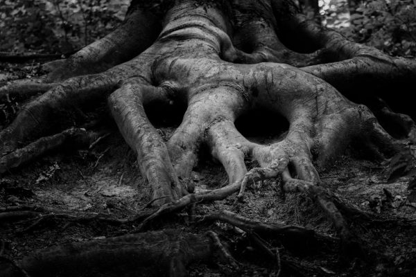 Emotional Attachment roots