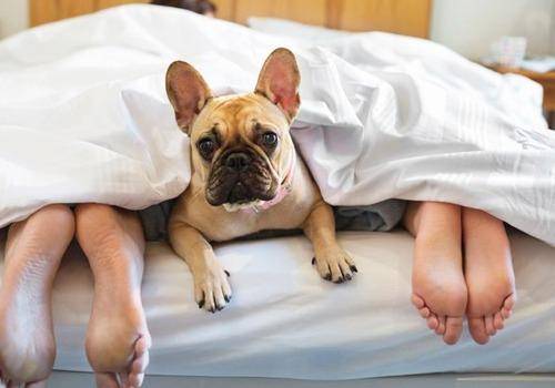 Dogs & Breakups both are very emotional aspects in a man's life. A breakup affects your pet.