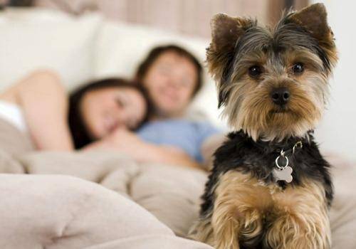 Dogs & Breakups go hand in hand. Dogs too get depressed and are very sensitive. Your breakup affects a pet