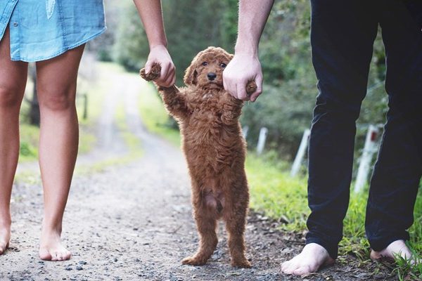 Dogs & breakups both deals with a lot of emotions. A breakup affects your pet.