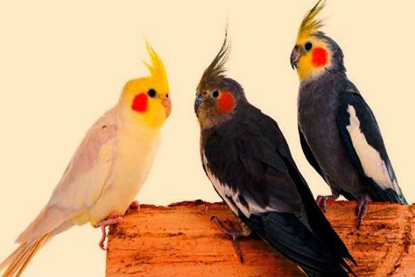 Three-Cockatiel
