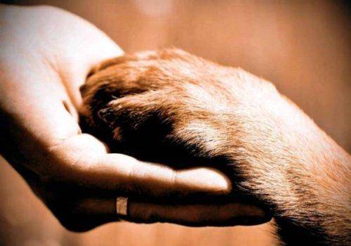 man shaking hand with dog's hand