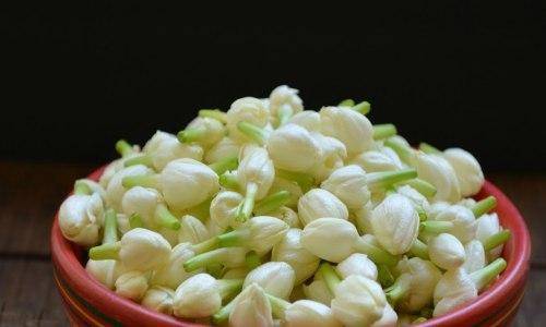 jasmine flower