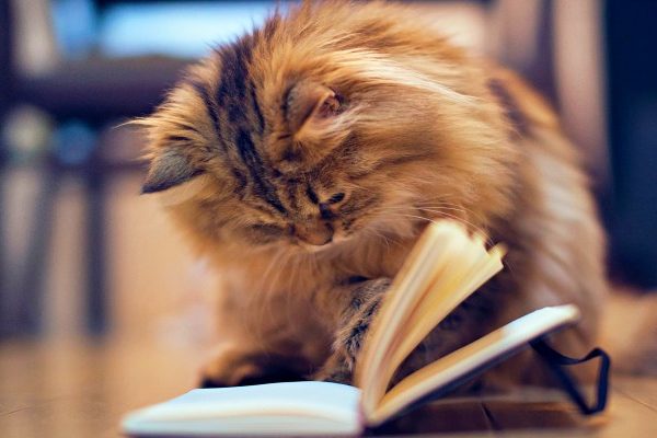 cat reading a book