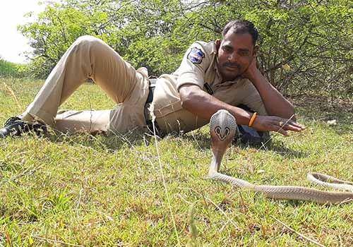 Fact on world snake day is that Snakes are not dangerous till they're not disturbed