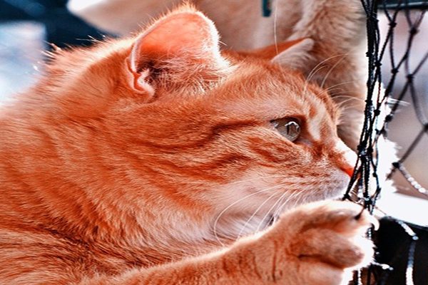 Long-distance marriage can sometimes get lonely