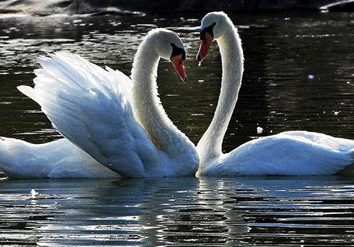 mute swans wildlife photography