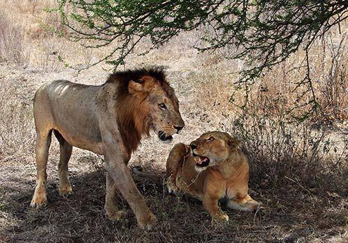 wildlife lion photography 