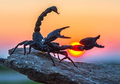 Scorpio