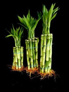 Stalks-of-Straight-Lucky-Bamboo