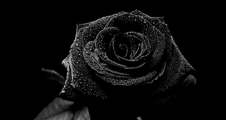 Black rose meaning in a relationship