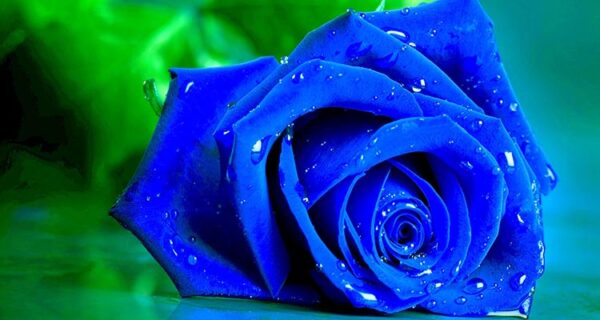 Blue rose meaning in a relationship mystery