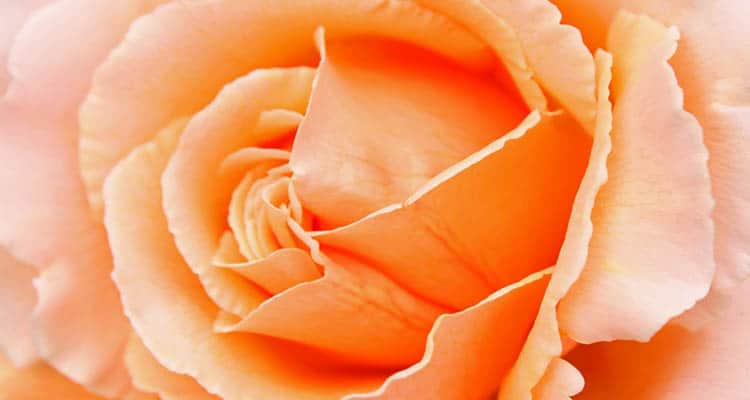 Peach rose meaning in a relationship