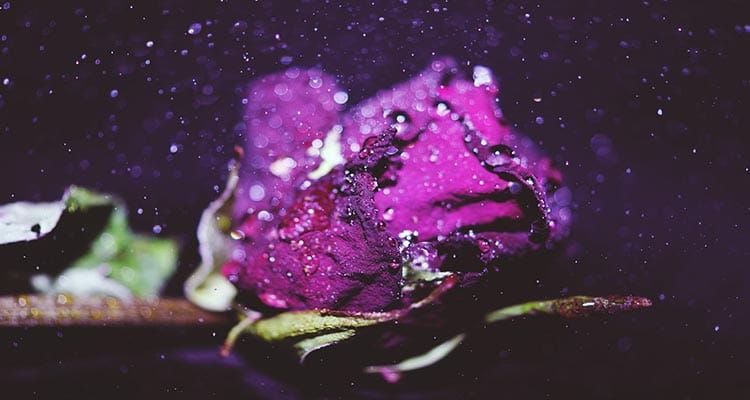 Purple rose meaning