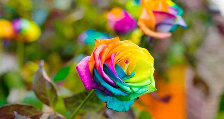 Rainbow rose meaning in a relationship