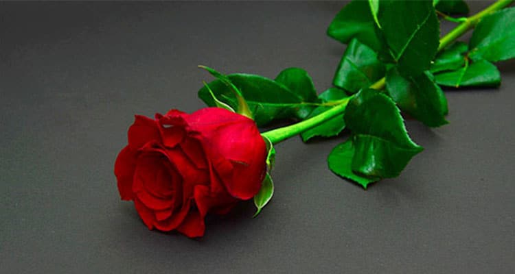 The History of Roses: Why Are They So Romantic & Symbolic?