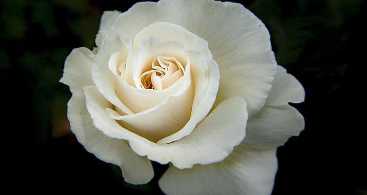 White rose meaning in a relationship