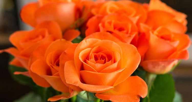 Orange rose meaning in a relationship