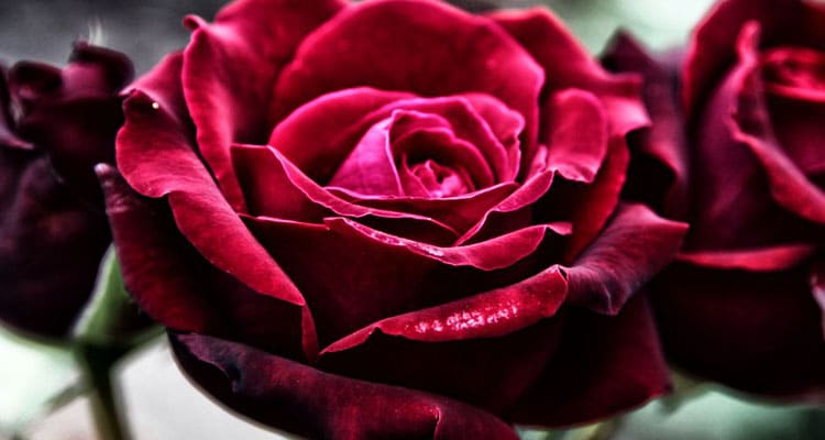 Burgundy rose symbolizes passion