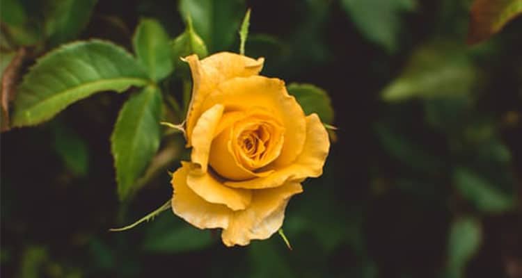 Yellow rose meaning in a relationship