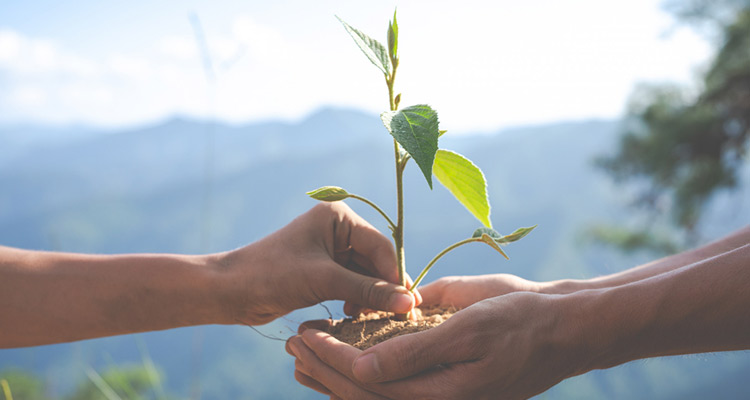 If you make a pledge to plant a sapling every Independence Day then at the end of 10 years you have planted 20 trees together.