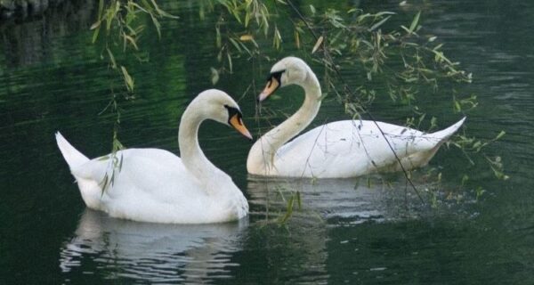 swans are symbols of love