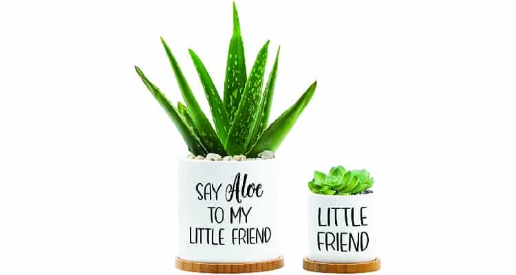 gag gifts planter set