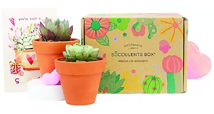 A gift that keeps on giving: Succulent box