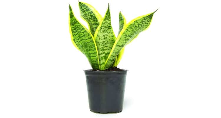 Gifts for people you dont know well Snake Plant