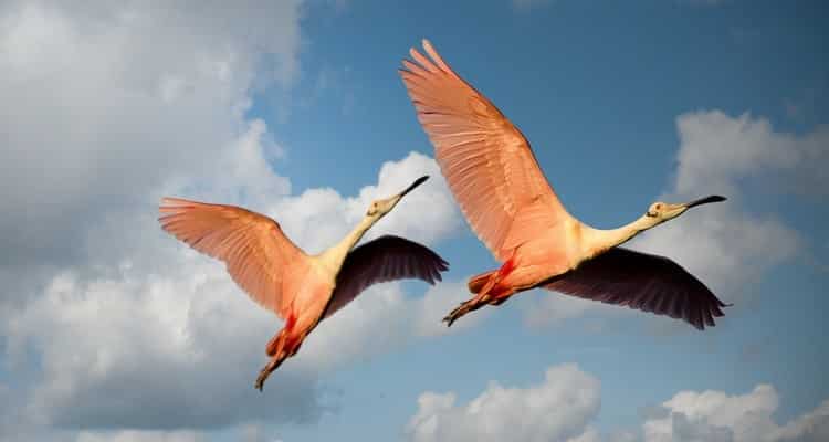 twin flame reunion signs