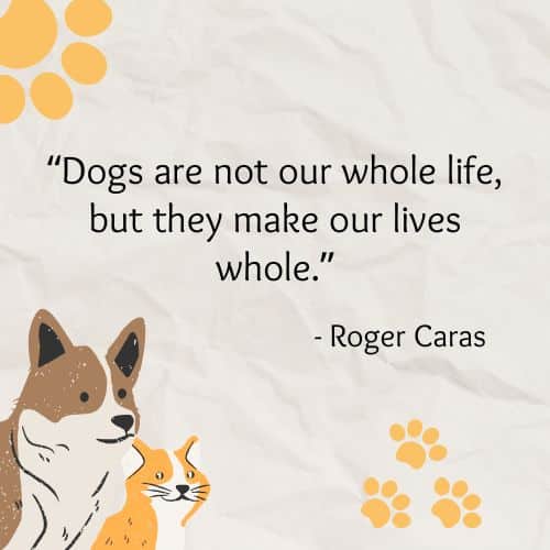 Life with Dogs