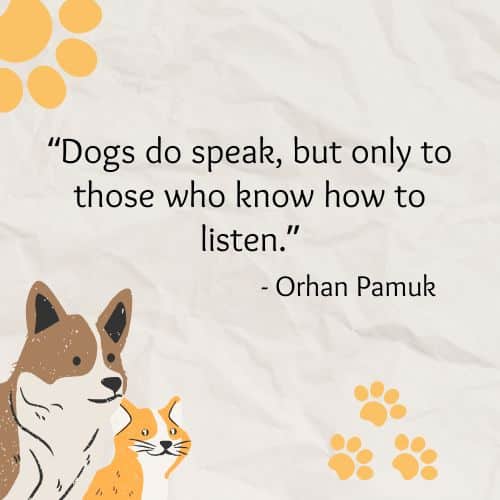 Listen to dogs