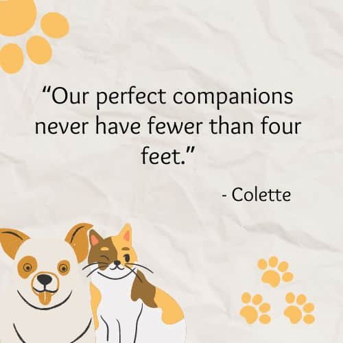 Perfect Companions