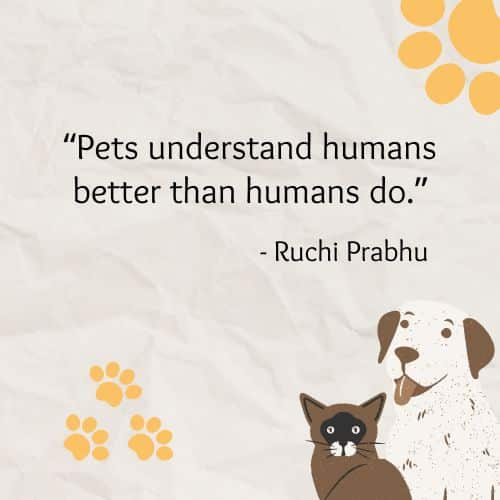 Pets understand humans better than humans do